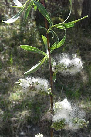 Salix purpurea \ Purpur-Weide / Purple Willow, F Castellane 12.5.2007