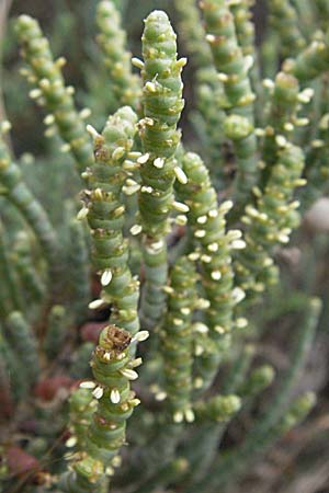 Salicornia glauca ? \ Graue Gliedermelde / Glaucous Glasswort, F Camargue 13.5.2007
