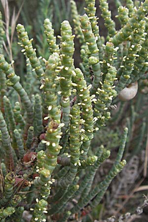 Salicornia glauca ? \ Graue Gliedermelde / Glaucous Glasswort, F Camargue 13.5.2007