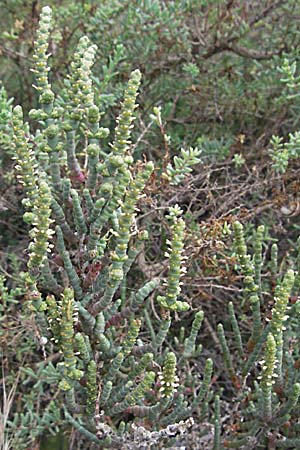 Salicornia glauca ? \ Graue Gliedermelde / Glaucous Glasswort, F Camargue 13.5.2007