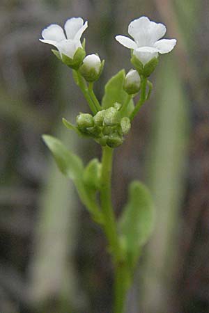 Samolus valerandi \ Salzbunge / Brookweed, F Camargue 13.5.2007