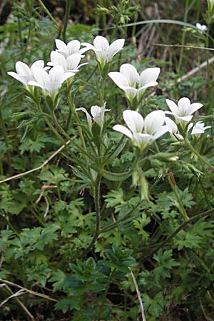 Saxifraga geranioides \ Storchschnabel-Steinbrech / Crane's-Bill Saxifrage, F Pyren&auml;en/Pyrenees, Mont Louis 13.5.2007