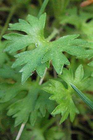 Saxifraga geranioides \ Storchschnabel-Steinbrech / Crane's-Bill Saxifrage, F Pyren&auml;en/Pyrenees, Mont Louis 13.5.2007