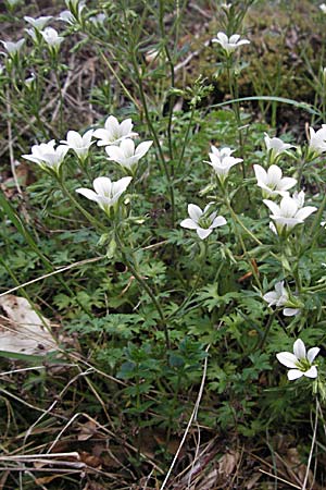 Saxifraga geranioides \ Storchschnabel-Steinbrech / Crane's-Bill Saxifrage, F Pyren&auml;en/Pyrenees, Mont Louis 13.5.2007