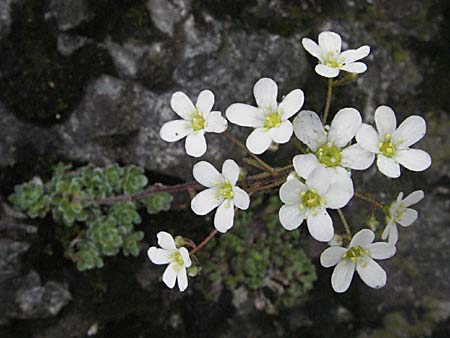 Saxifraga paniculata \ Rispen-Steinbrech, Trauben-Steinbrech / Livelong Saxifrage, F Pyrenäen/Pyrenees, Olette 14.5.2007