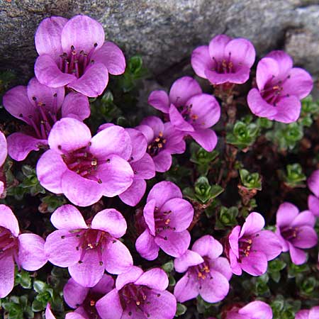 Saxifraga oppositifolia subsp. oppositifolia \ Gegenblttriger Steinbrech / Purple Saxifrage, F Col Agnel 22.6.2008