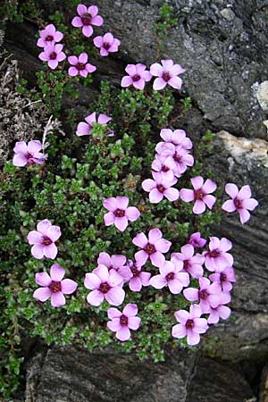 Saxifraga oppositifolia subsp. oppositifolia \ Gegenblttriger Steinbrech / Purple Saxifrage, F Col Agnel 22.6.2008