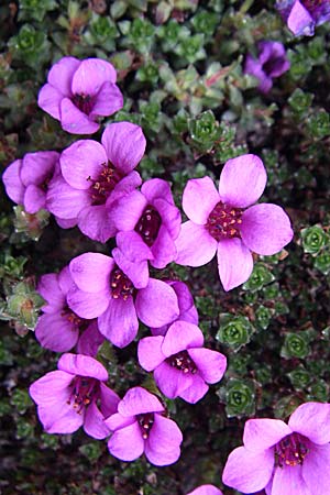 Saxifraga oppositifolia subsp. oppositifolia \ Gegenblttriger Steinbrech / Purple Saxifrage, F Col Agnel 22.6.2008