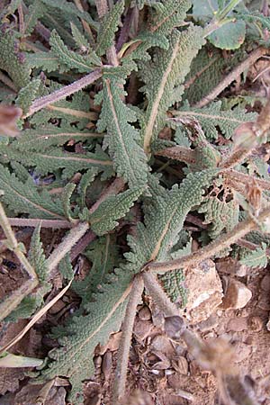 Salvia verbenaca \ Eisenkraut-Salbei / Wild Clary, F Rivesaltes 24.6.2008