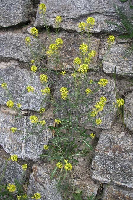 Sisymbrium austriacum \ sterreicher Rauke / Austrian Rocket, F Pyrenäen/Pyrenees, Eyne 24.6.2008
