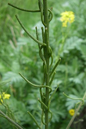 Sisymbrium austriacum \ sterreicher Rauke / Austrian Rocket, F Pyrenäen/Pyrenees, Eyne 24.6.2008