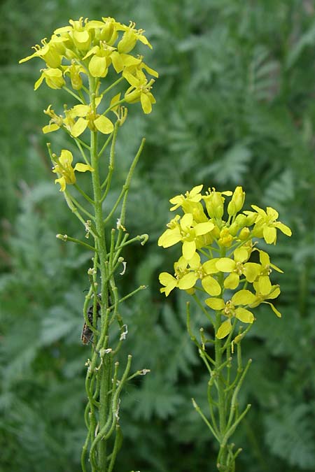Sisymbrium austriacum \ sterreicher Rauke / Austrian Rocket, F Pyrenäen/Pyrenees, Eyne 24.6.2008