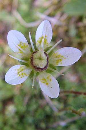 Saxifraga bryoides \ Moos-Steinbrech / Mossy Saxifrage, F Pyrenäen/Pyrenees, Eyne 25.6.2008