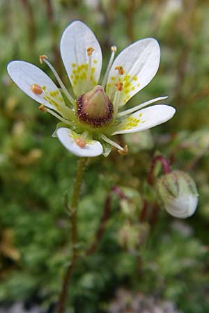 Saxifraga bryoides \ Moos-Steinbrech / Mossy Saxifrage, F Pyrenäen/Pyrenees, Eyne 25.6.2008