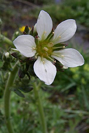 Saxifraga aquatica \ Wasser-Steinbrech / Pyrenean Water Saxifrage, F Pyren&auml;en/Pyrenees, Eyne 25.6.2008