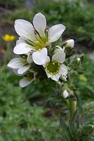 Saxifraga aquatica \ Wasser-Steinbrech / Pyrenean Water Saxifrage, F Pyren&auml;en/Pyrenees, Eyne 25.6.2008