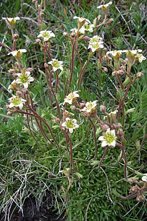 Saxifraga pentadactylis \ F&uuml;nffinger-Steinbrech / Saxifrage, F Pyren&auml;en/Pyrenees, Eyne 25.6.2008