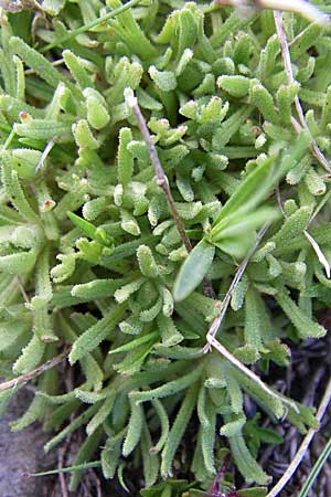 Saxifraga pentadactylis \ F&uuml;nffinger-Steinbrech / Saxifrage, F Pyren&auml;en/Pyrenees, Eyne 25.6.2008