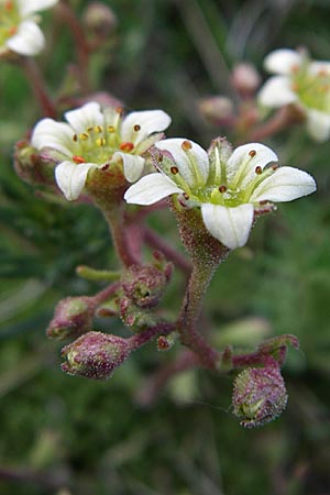 Saxifraga pentadactylis \ F&uuml;nffinger-Steinbrech / Saxifrage, F Pyren&auml;en/Pyrenees, Eyne 25.6.2008