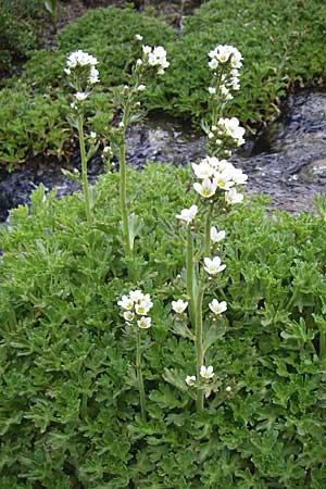Saxifraga aquatica \ Wasser-Steinbrech / Pyrenean Water Saxifrage, F Pyren&auml;en/Pyrenees, Eyne 25.6.2008