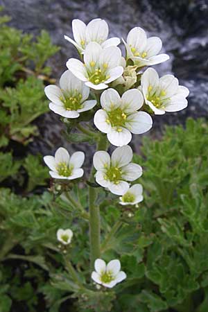 Saxifraga aquatica \ Wasser-Steinbrech / Pyrenean Water Saxifrage, F Pyren&auml;en/Pyrenees, Eyne 25.6.2008