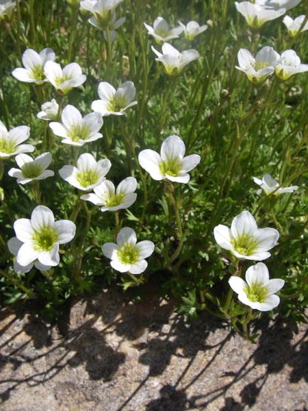 Saxifraga corbariensis \ Corbi&eacute;res-Steinbrech / Corbi�res Saxifrage, F Col de Lautaret Botan. Gar.  28.6.2008