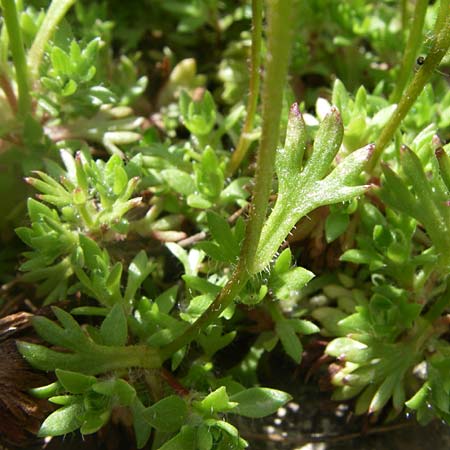Saxifraga corbariensis \ Corbi&eacute;res-Steinbrech / Corbi�res Saxifrage, F Col de Lautaret Botan. Gar.  28.6.2008