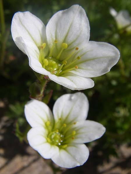 Saxifraga corbariensis \ Corbi&eacute;res-Steinbrech / Corbi�res Saxifrage, F Col de Lautaret Botan. Gar.  28.6.2008