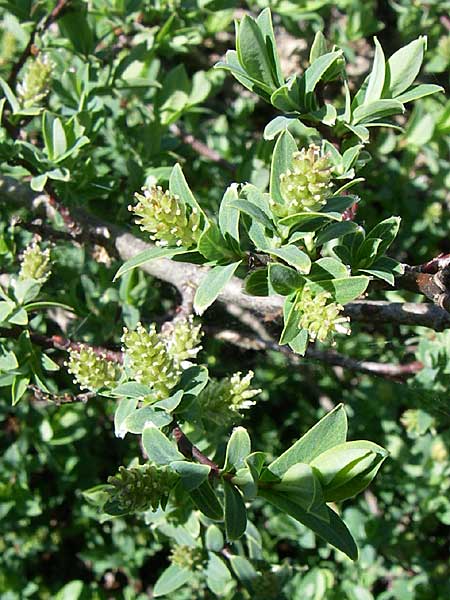 Salix glauca ? \ Seidenhaarige Weide, Blaugr&uuml;ne Weide / Greyleaf Willow, F Col de Lautaret Botan. Gar.  28.6.2008