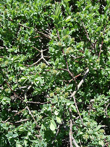 Salix glauca ? \ Seidenhaarige Weide, Blaugr&uuml;ne Weide / Greyleaf Willow, F Col de Lautaret Botan. Gar.  28.6.2008