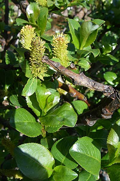 Salix breviserrata ? \ Matten-Weide, Kurzzahn-Weide / Finely-Toothed Willow, F Col de Lautaret Botan. Gar. 28.6.2008