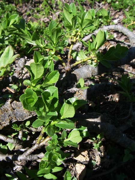 Salix breviserrata ? \ Matten-Weide, Kurzzahn-Weide / Finely-Toothed Willow, F Col de Lautaret Botan. Gar. 28.6.2008