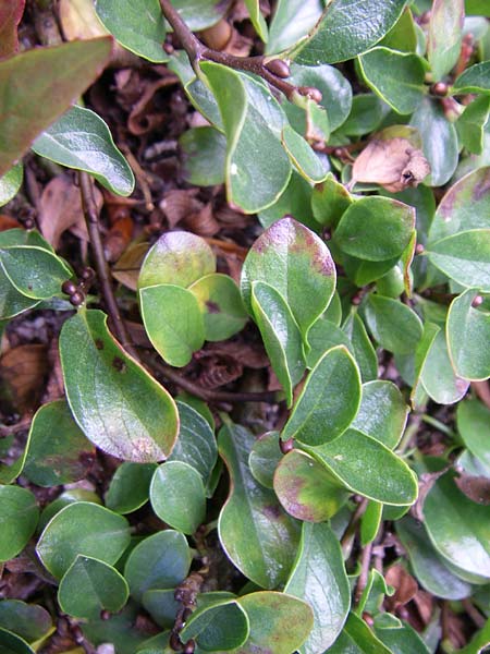Salix polaris \ Polar-Weide / Polar Willow, F Vogesen/Vosges, Botan. Gar.  Haut Chitelet 5.8.2008