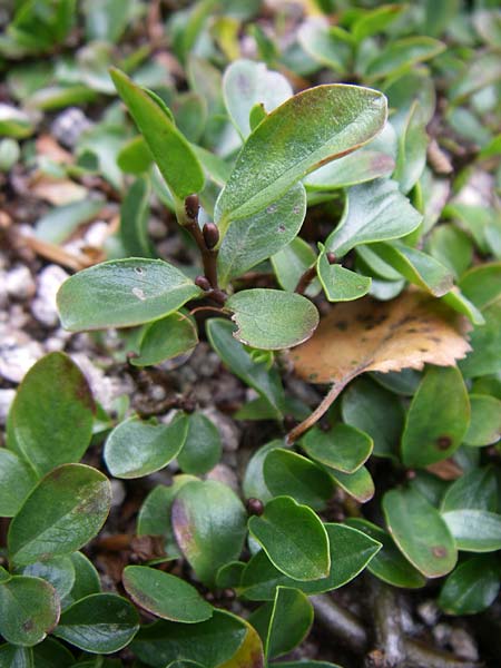 Salix polaris \ Polar-Weide / Polar Willow, F Vogesen/Vosges, Botan. Gar.  Haut Chitelet 5.8.2008