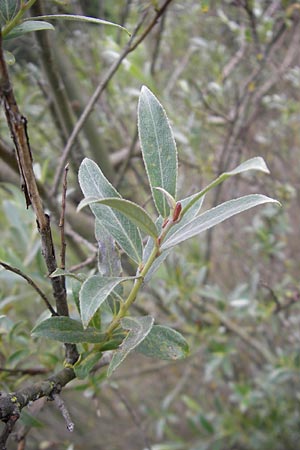 Salix alba \ Silber-Weide / White Willow, F Bitche 25.6.2011