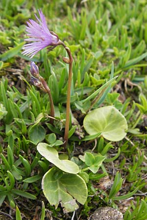 Soldanella alpina \ Alpenglckchen / Alpine Snowbell, F Col de la Bonette 8.7.2016