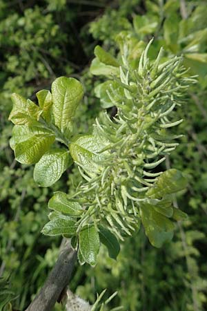 Salix aurita \ Ohr-Weide / Eared Willow, F Valff 29.4.2016