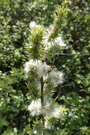 Salix aurita \ Ohr-Weide / Eared Willow, F Valff 29.4.2016