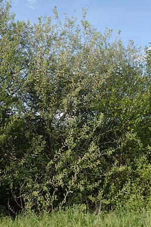 Salix aurita \ Ohr-Weide / Eared Willow, F Valff 29.4.2016