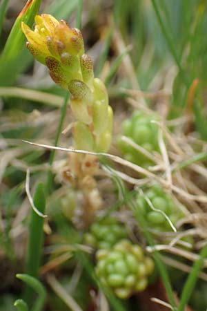 Sedum alpestre \ Alpen-Mauerpfeffer / Alpine Stonecrop, F Col de la Bonette 8.7.2016