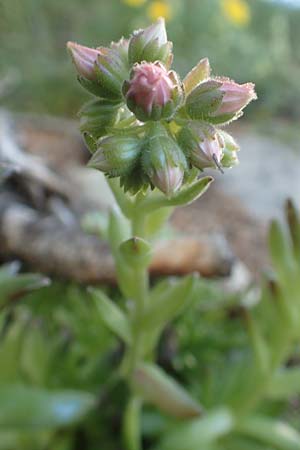 Sempervivum arachnoideum \ Spinnweb-Hauswurz / Cobweb House-Leek, F Col de la Cayolle 9.7.2016