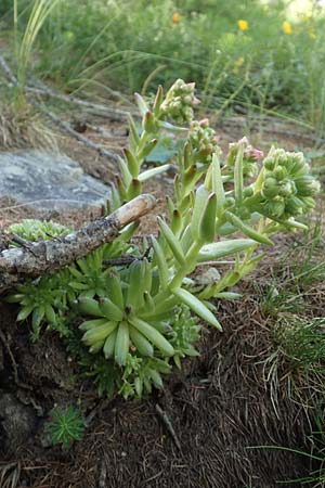 Sempervivum arachnoideum \ Spinnweb-Hauswurz / Cobweb House-Leek, F Col de la Cayolle 9.7.2016