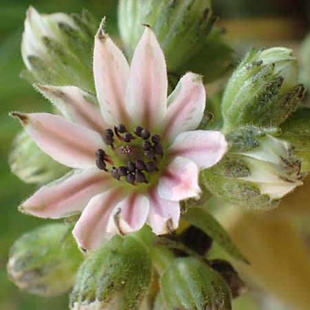 Sempervivum arachnoideum \ Spinnweb-Hauswurz / Cobweb House-Leek, F Col de la Cayolle 14.7.2016