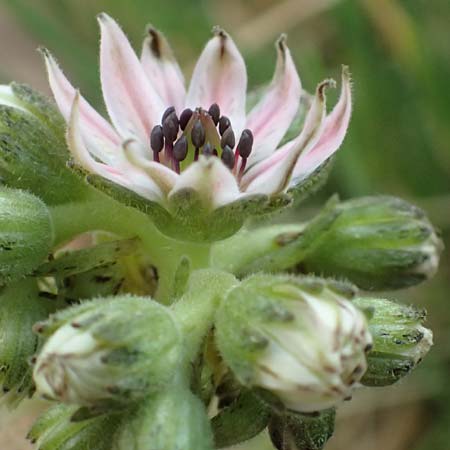 Sempervivum arachnoideum \ Spinnweb-Hauswurz / Cobweb House-Leek, F Col de la Cayolle 14.7.2016