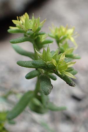 Sedum annuum \ Einjhriger Mauerpfeffer / Annual Stonecrop, F Pyrenäen/Pyrenees, Canigou 24.7.2018