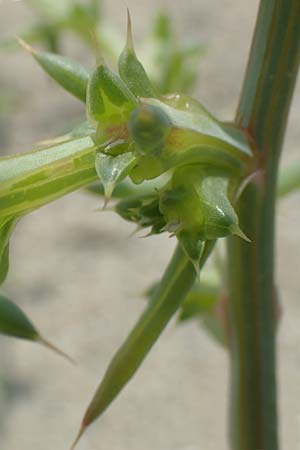 Salsola kali subsp. kali \ Kali-Salzkraut / Prickly Glasswort, F Canet-en-Roussillon 27.7.2018