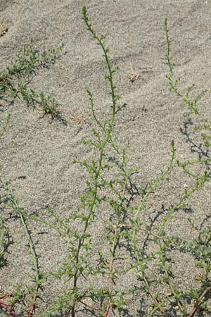 Salsola kali subsp. kali \ Kali-Salzkraut / Prickly Glasswort, F Canet-en-Roussillon 27.7.2018