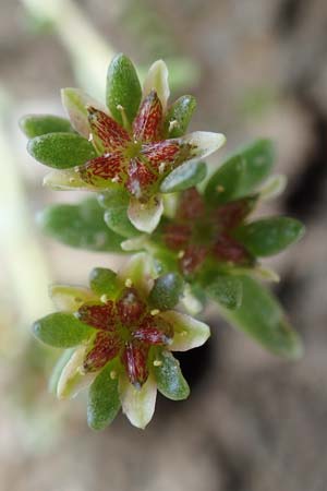 Sedum annuum \ Einjhriger Mauerpfeffer / Annual Stonecrop, F Pyrenäen/Pyrenees, Puigmal 1.8.2018