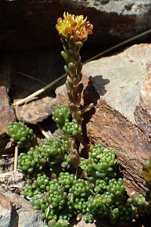 Sedum alpestre \ Alpen-Mauerpfeffer / Alpine Stonecrop, F Pyrenäen/Pyrenees, Puigmal 1.8.2018
