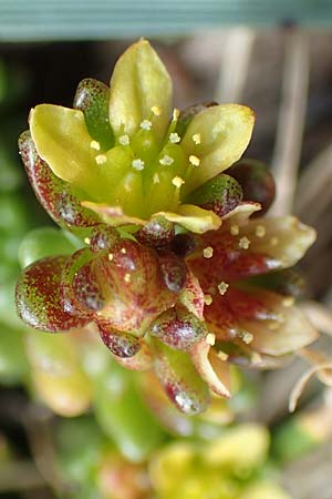 Sedum alpestre \ Alpen-Mauerpfeffer / Alpine Stonecrop, F Pyrenäen/Pyrenees, Puigmal 1.8.2018
